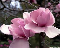 Magnolia X Iolanthe Havlis Cz Magnolia Flower Beautiful Flowers Pink Flowers