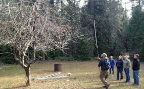 Scab and mildew resistant moderate resistence to fireblight. The Mother Orchard Project A Gold Rush Of Heirloom Fruit Civil Eats