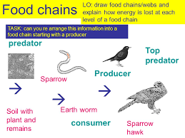 A food chain in an ecosystem is a series of organisms in which each organism feeds on the one below it in the series. Soil With Plant And Remains Earth Worm Sparrow Sparrow Hawk Producer Predator Consumer Top Predator Food Chains Lo Draw Food Chains Webs And Explain Ppt Download