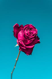 Red, sky, blue, roses wallpaper (photos, pictures). Full Hd Sky Blue Rose Flower Wallpaper Hd Wallpaper