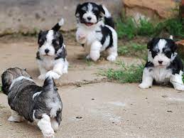 Havanese Puppies Playing Puppies Havanese Puppies Puppy Play