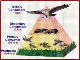 A food web diagram shows a series of conversions (represented by arrows) of energy and nutrients as one organism eats another. What Is The Definition Of A Food Chain A Food Web And A Food Pyramid Homeworklib