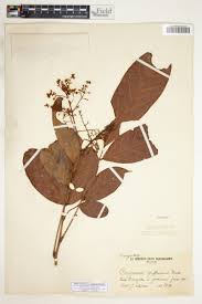 Image result for Craterispermum schweinfurthii