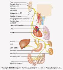 32 Ways To Stimulate Your Vagus Nerve And All You Need To Know About It Selfhacked Vagus Nerve Nerve Tinnitus Symptoms