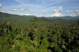 Tropical rainforests are located in tropical regions. Tropical Forest Wikipedia