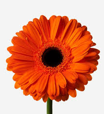 Image result for Gerbera