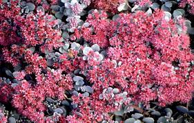These plants are useful for hanging baskets, where their. 17 Best Sedums To Grow In Your Garden Better Homes Gardens