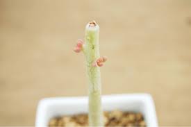 簡単 3分でわかる多肉植物の増やし方のコツ 挿し木編 多肉植物 サボテンの専門通販 Solxsol