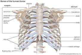 There are twelve pairs of ribs that form the protective cage of the thorax. Rib Cage Anatomy Function Britannica