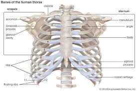 Interactive tutorials about the ribs and sternum bones, with labeled images and diagrams featuring the beautiful illustrations of getbodysmart. Rib Cage Anatomy Function Britannica