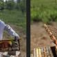 Bee Friendly Wine Tour