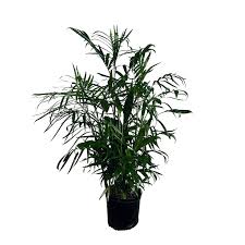 Image result for Chamaedorea seifrizii