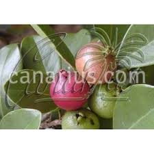 Image result for Psidium cattleianum