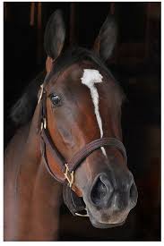 International phonetic alphabet (ipa) ipa : Pin On Horses Thoroughbred