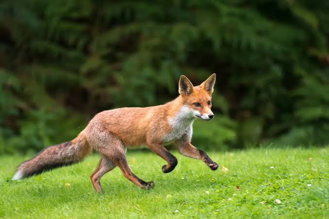 Fox hunting in the UK: facts, history and the law | Countryfile.com