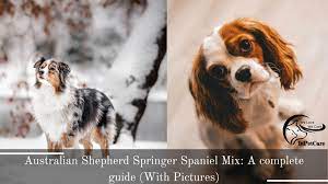 All dogs need proper socialization and that will be a big. Australian Shepherd Springer Spaniel Mix A Complete Guide With Pictures