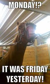 Pin By Emma Laroche On Horses Funny Horse Memes Funny Horses Horse Meme