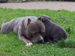 Bullies taller than that care categorized as xxl or giant bullies. American Bully Xxl Dog Plays With His Son