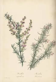 Image result for Muraltia