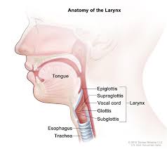 The american cancer society predict that there will be 12,410 new cases of laryngeal cancer and 3,760 deaths in the united states in 2019. Cancerhelp Online Nci Cancer Diagnosis And Treatment