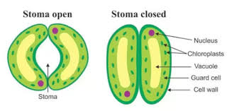 Image result for Stomatanthes