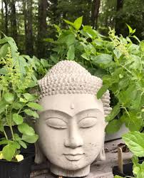 Holy basil, otherwise known as tulsi, is known for its therapeutic power  when it comes to maintaining homeostasis and fighting the effects of stress.