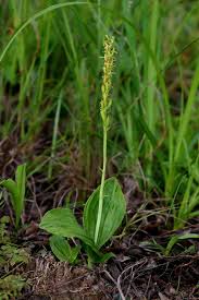 Image result for Liparis nervosa