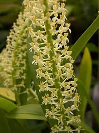 Image result for Liparis mulindana