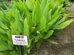 Alhamdulilah jamu kencur tradisi bidan istana mendapat demand yang sangat hot dan kini membuka peluang kepada pengedar/stokis serta pemborong untun berkongsi rezeki. Kunyit Dalam Bahasa Malaysia Adalah Mudah Diingat 10 Kosakata Bumbu Dapur Dalam Bahasa Makassar