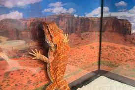 Jan 14, 2020 · background wall built into the bearded dragon house. Why Is My Bearded Dragon Glass Surfing