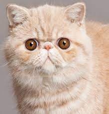 Check spelling or type a new query. Exotic Shorthair