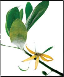 There are many people growing native hawaiian plants in hawaii, and many very good growers at that. The First Hawaiians Native Plants