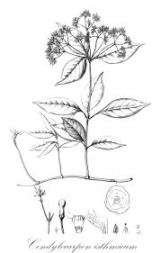 Image result for Ancylobothrys scandens