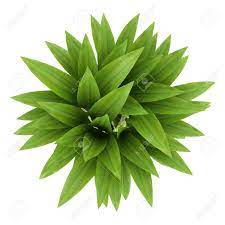 Plants Top View Png Plants House Plants Bamboo Plants