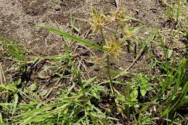Image result for Cyperus sp.no.10