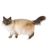 Birman: Personality, Diet, Grooming, Training | Petplan