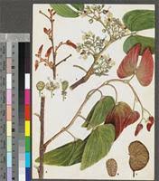 Image result for Colophospermum