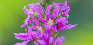 Image result for Lythraceae