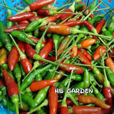 Halal supplier no ratings rm31.11. 100 Biji Benih Cili Padi Kampung Birds Eye Chilli Shopee Malaysia