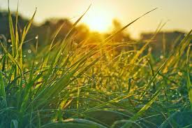 Maybe you would like to learn more about one of these? Grass Clippings Could Someday Heat Your Home