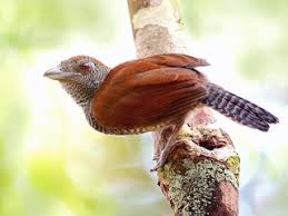 Image result for Antherotoma naudinii