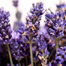 Lavandula 'Vera' Lavender
