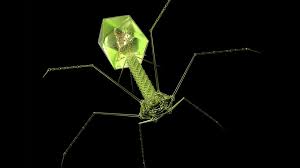 They cant feed they cant respire they cant reproduce, only multiply they cant excrete. We Might Absorb Billions Of Viruses Every Day The Atlantic