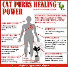 Interestingly, it also notes that cat bones take less time to heal than dog bones, and cats don't suffer. Pin On Because Fur Babies