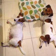 When Kk Was Very Pregnant Jack Russell Dogs Jack Russell Terrier Jack Russell