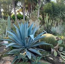 Image result for Agave