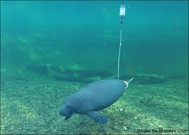 At birth, baby manatees weigh about 30 kg (66 lb) each. Un Baby Manati Es Esperanza En Una Especie Amenazada Fama Descubriendo Historias