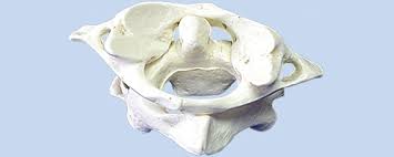 In fact, the articular facets of the atlas align perfectly with the occipital condyles on the skull. The Significance Of The Atlas Vertebra For The Health