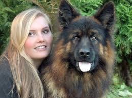 Lernen sie die digitalen medien für ihren alltag zu nutzen und erweitern sie ihre kompetenzen im bereich obedience mit unserem neuen onlinekurs. World Dog Show In Leipzig Schaferhund Zitan Aus Armstedt Ist Der Schonste Shz De