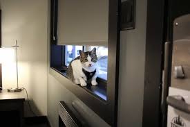 It's located in a quiet neighborhood, yet convenient to the new this cat hotel's mission is to treat your pet royally by providing the most comfortable accommodation. Cat Motel Near Me Online